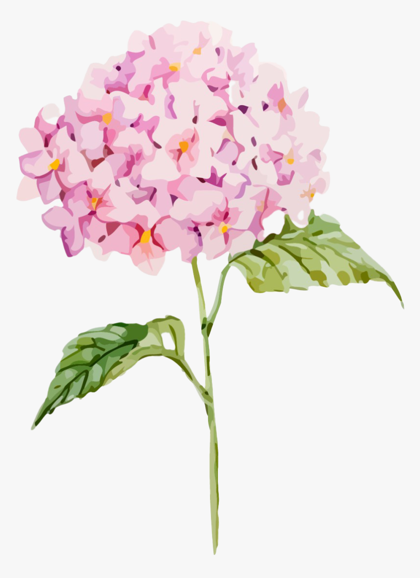 Hydrangea Png Clipart - Clipart Hydrangea, Transparent Png