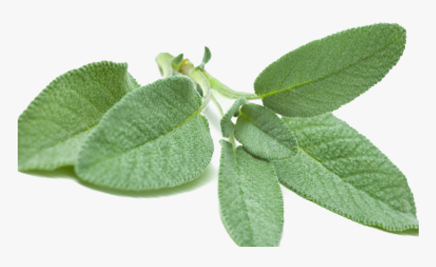 Sage - Tree, HD Png Download