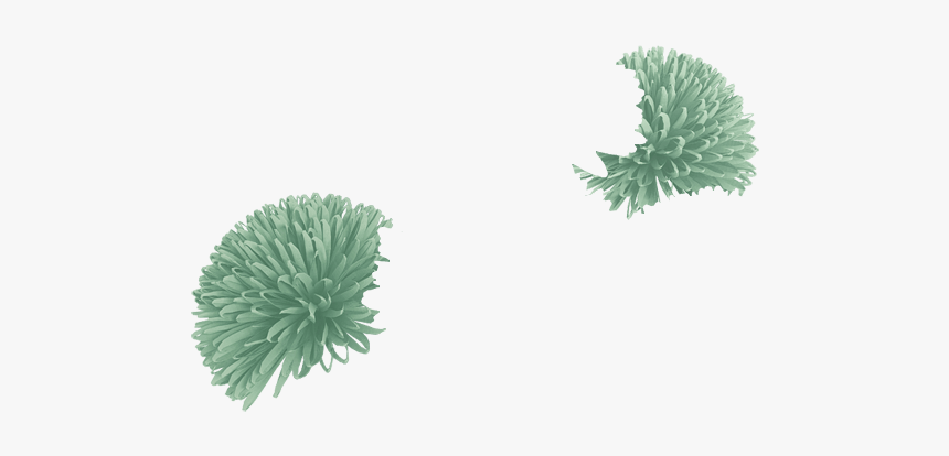 Grass, HD Png Download