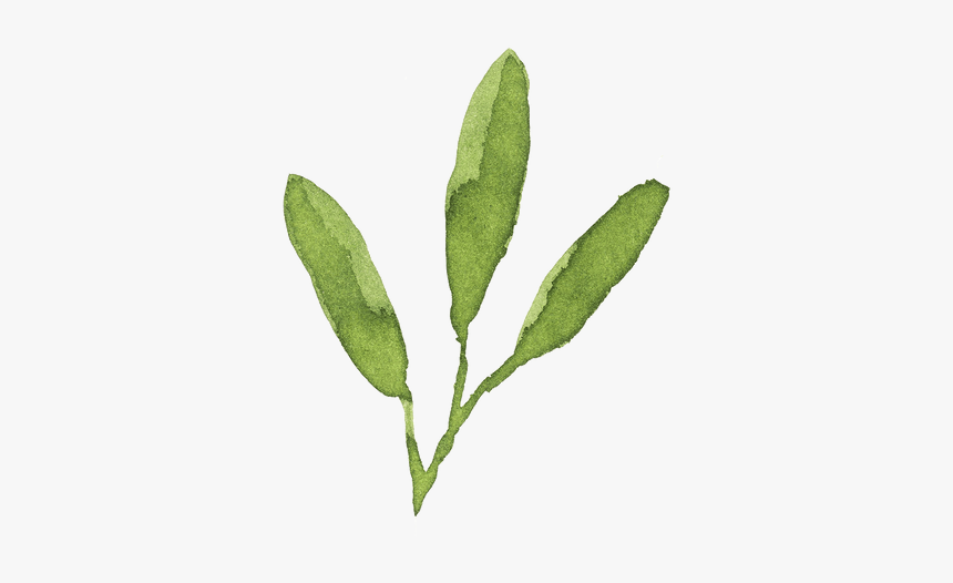 Bay Laurel, HD Png Download