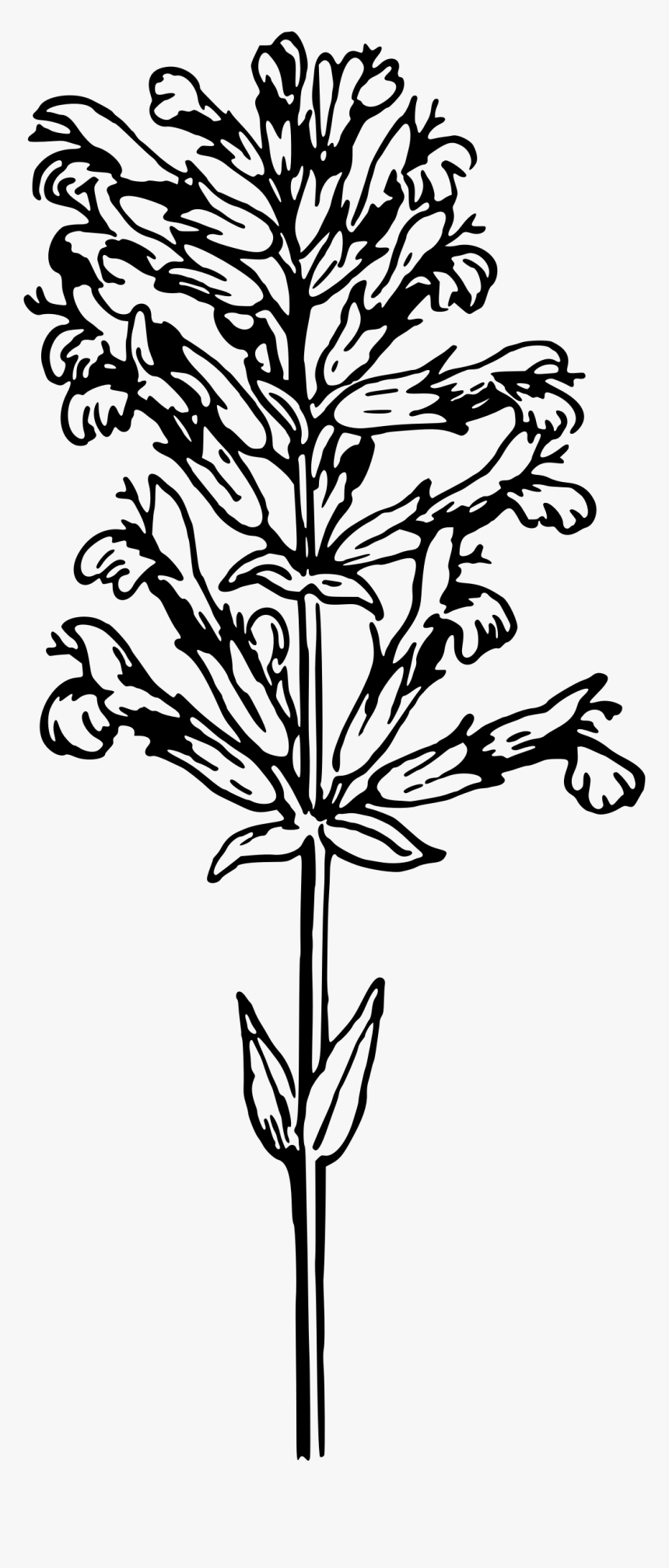 Sage - Clip Art, HD Png Download