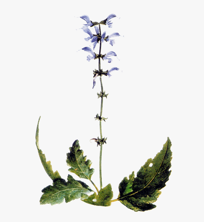 Delphinium, HD Png Download