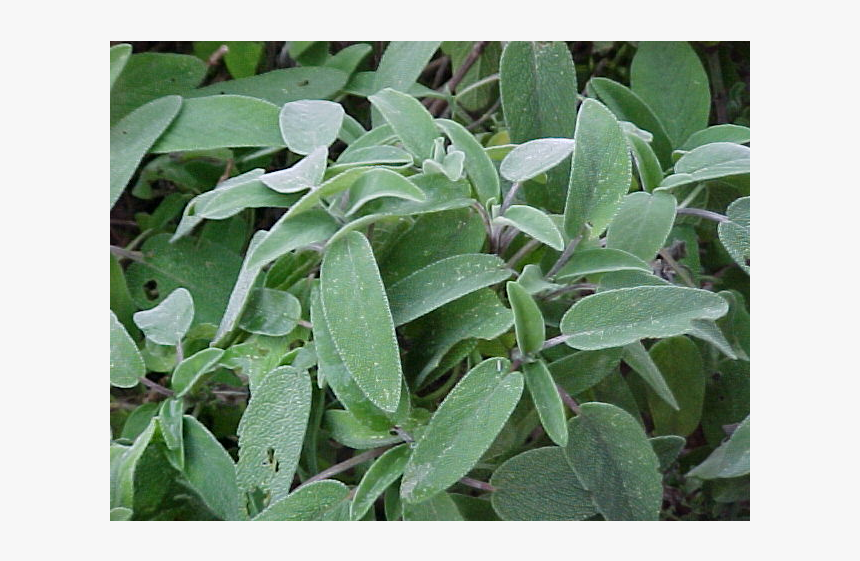 Laurel Drawing Sage Plant - Sage Leaves, HD Png Download