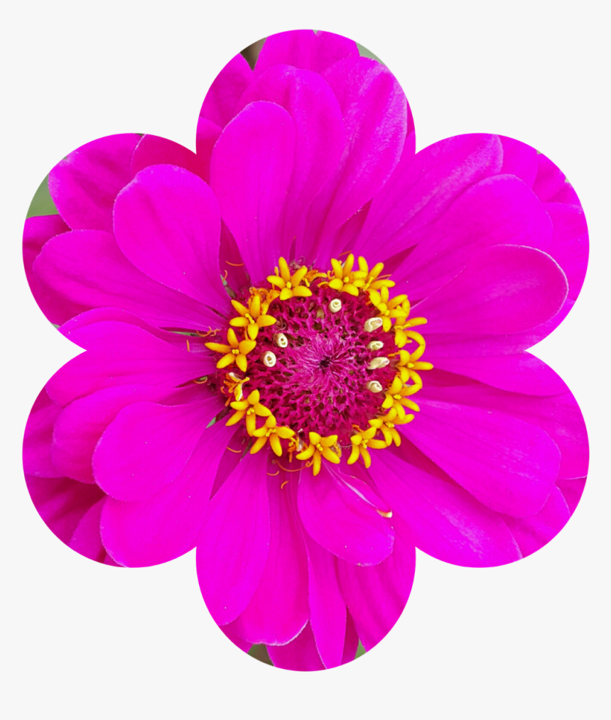 #florecita#maldeojo - Common Zinnia, HD Png Download