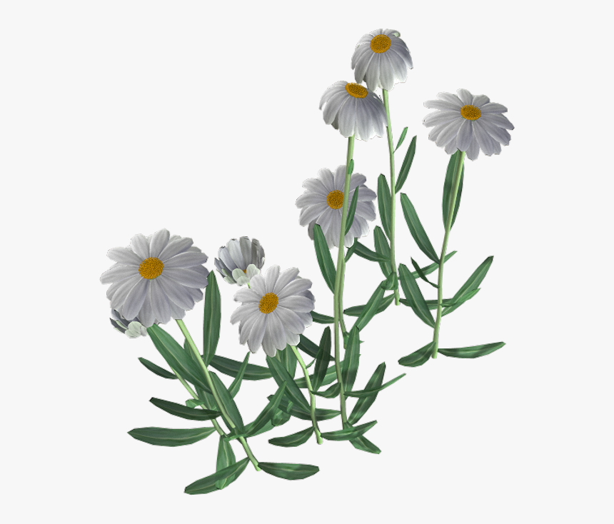 Beautiful Camomile Flower Png - Transparent Background Chamomile Flower Png, Png Download