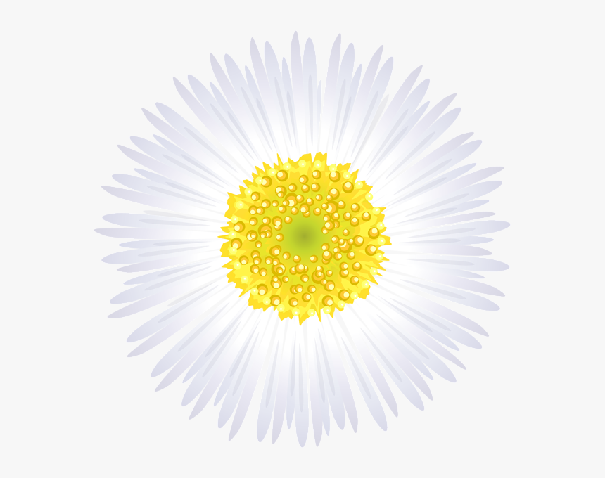 Camomile, HD Png Download