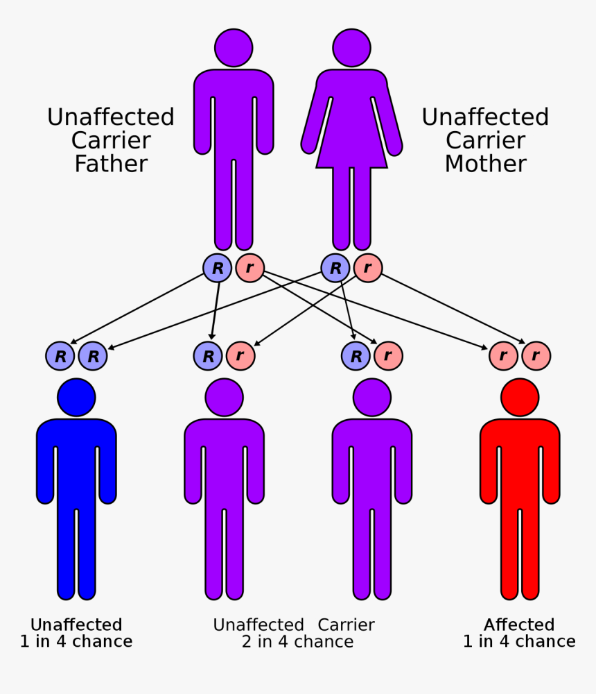 Cystic Fibrosis, HD Png Download