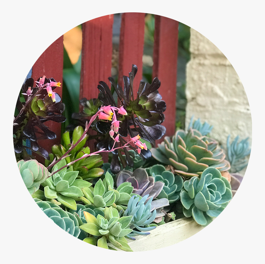 Cacti - Houseplant, HD Png Download