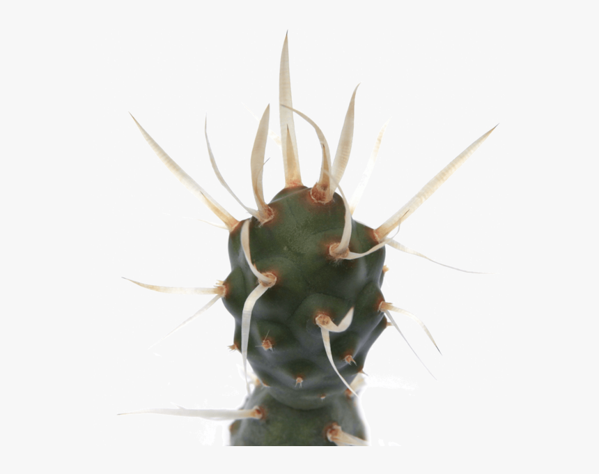 Tephrocactus Articulatus Paper Spine Cactus 
 Class - Tephrocactus Articulatus, HD Png Download
