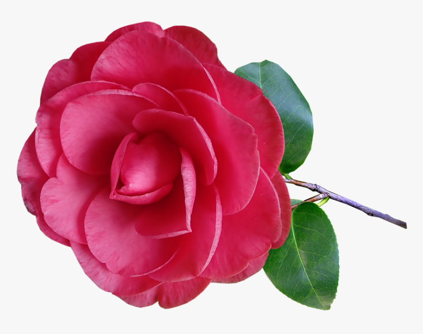 Bé Học Các Loài Hoa, HD Png Download