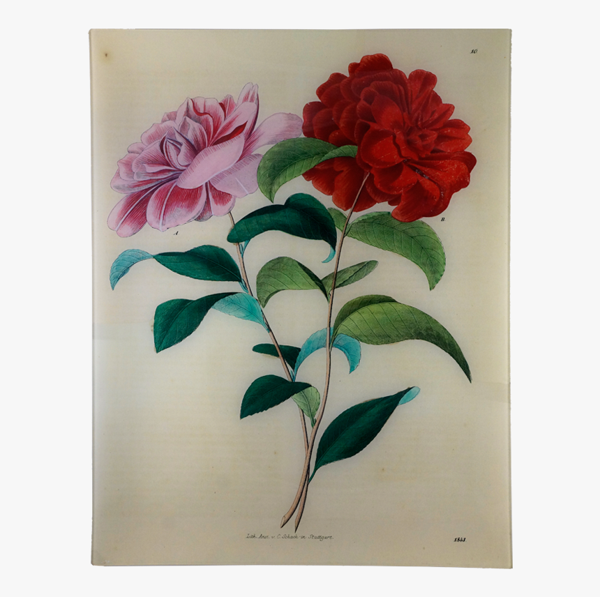 Astier De Villatte John Derian Stuttgart Flower, HD Png Download