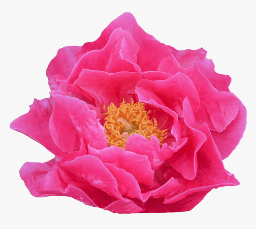 Artificial Flower, HD Png Download