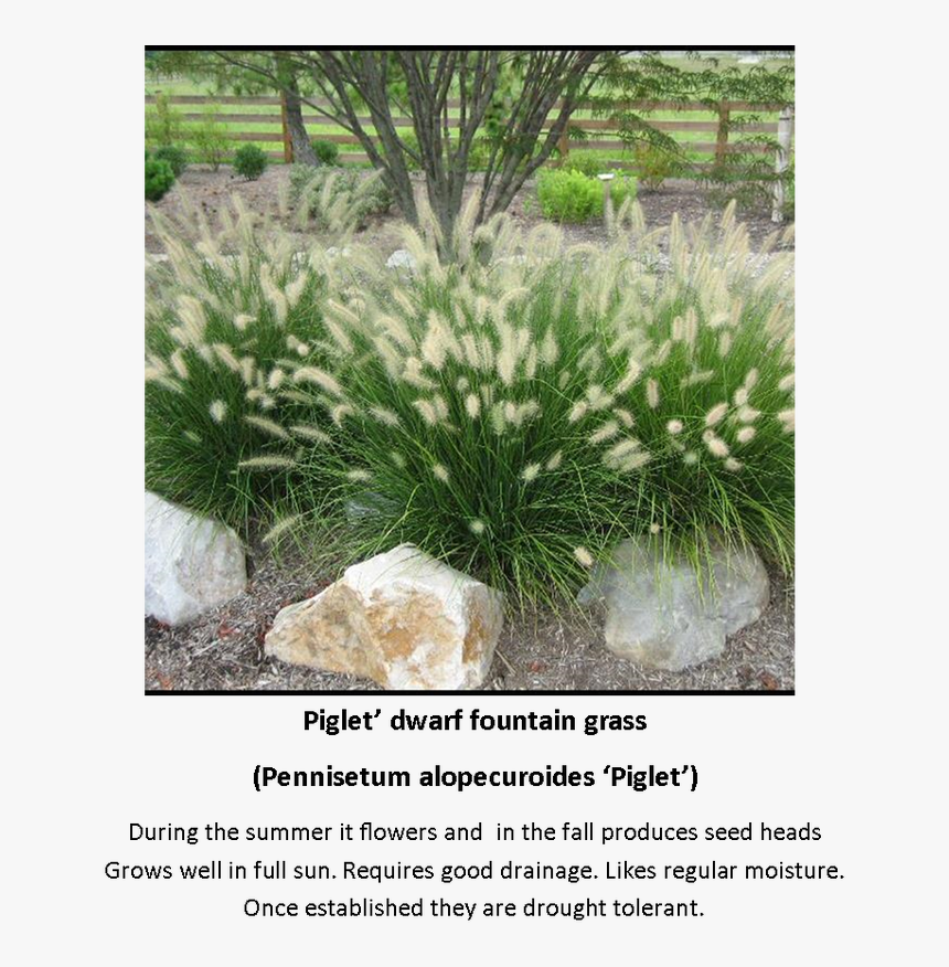 Contact Daddogg Lawn Care Today To Schedule An Appointment - Herbe Aux Écouvillons, HD Png Download