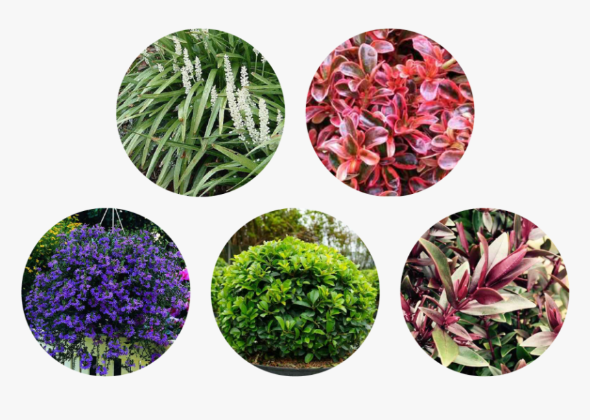 Gentiana, HD Png Download