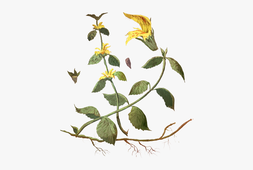 Evergreen Rose, HD Png Download