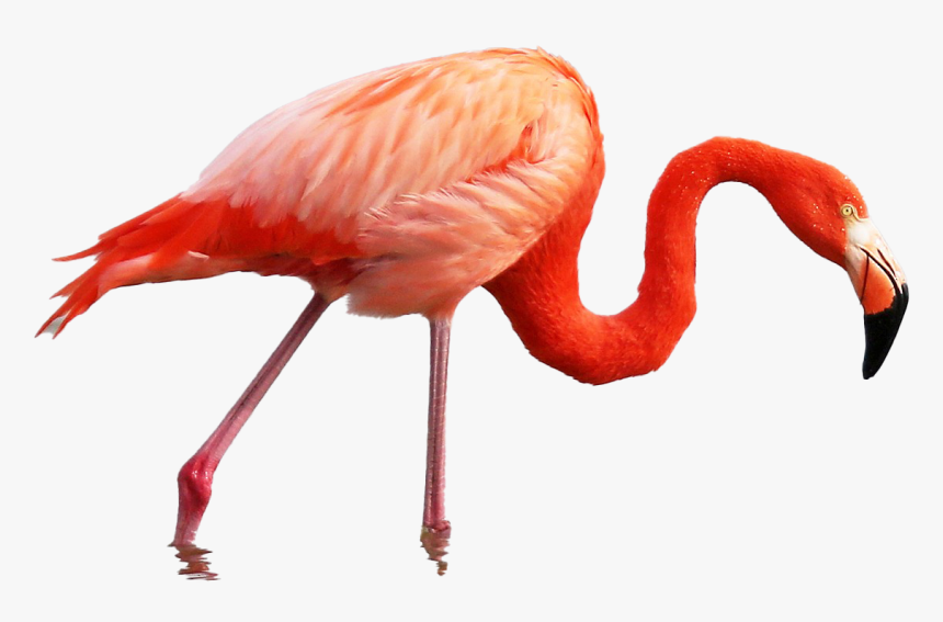 Roseate Spoonbill Vs Pink Flamingo, HD Png Download