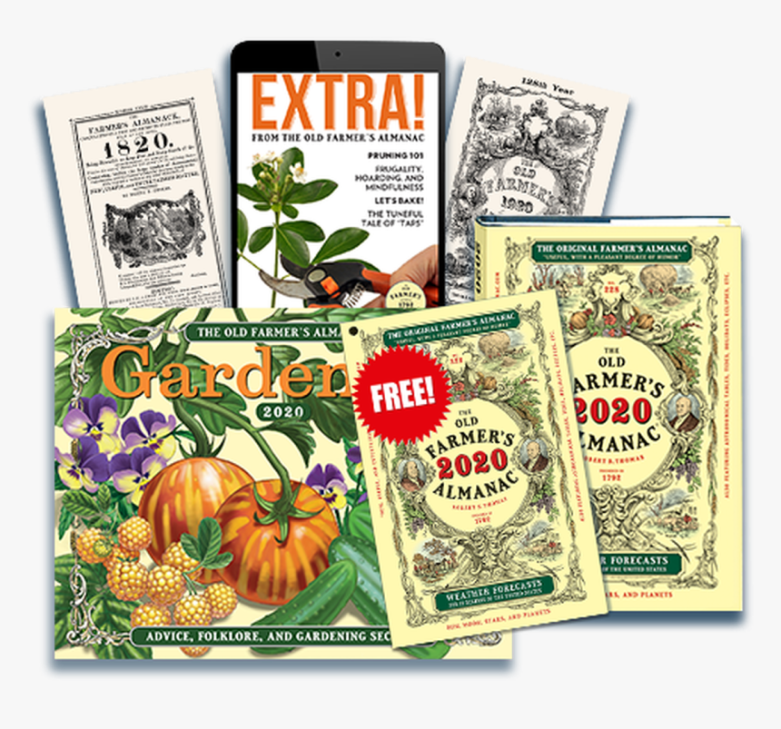 Pumpkin, HD Png Download