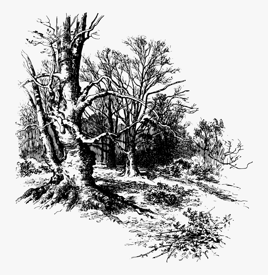 Nature Trees - Clip Art, HD Png Download