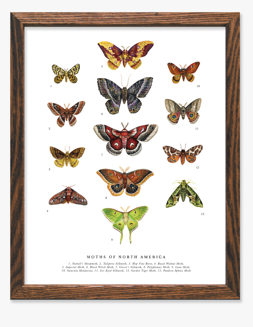 Picture Frame, HD Png Download