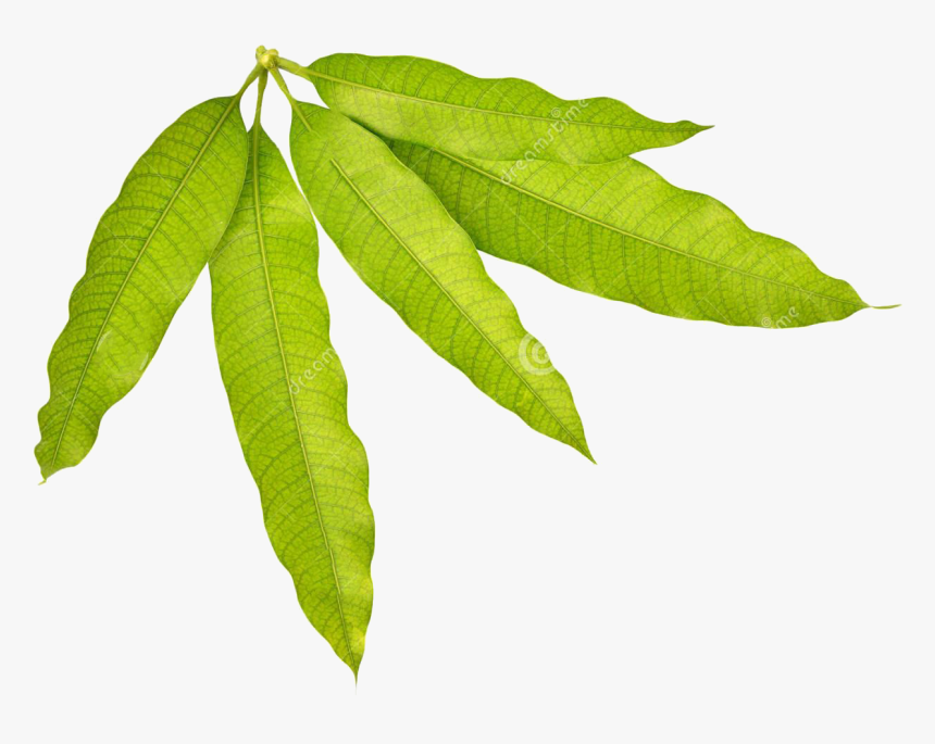 Mango Stock Leaves Transprent Png Free Download - Bunch Of Mango Leaves Drawing, Transparent Png