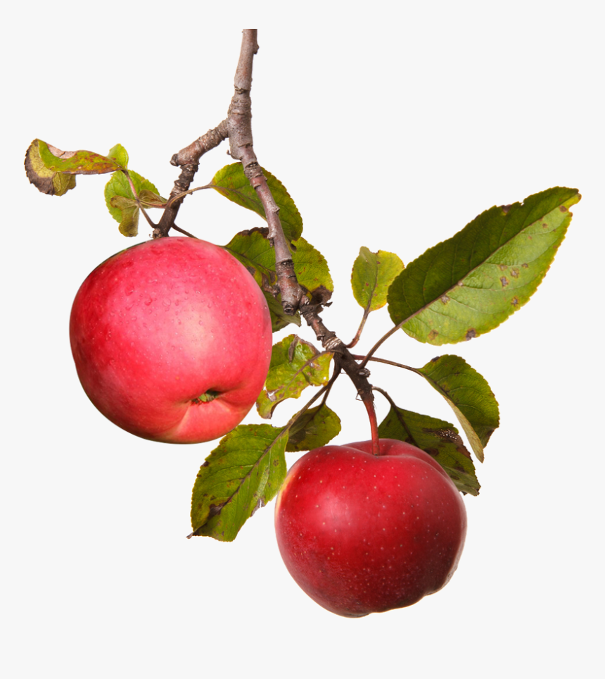 Apple, HD Png Download