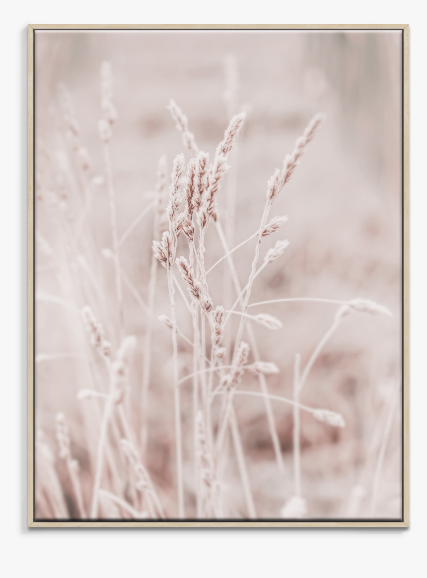 Picture Frame, HD Png Download