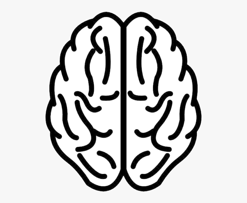 Brain Png - Info Stupide, Transparent Png