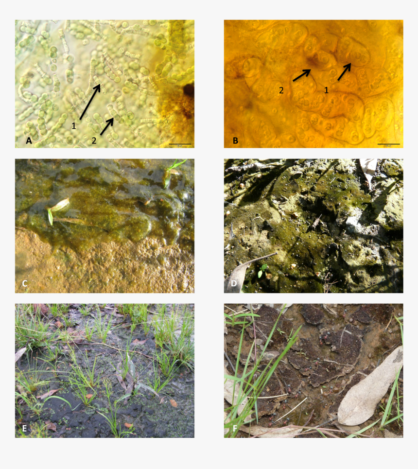 Moss, HD Png Download