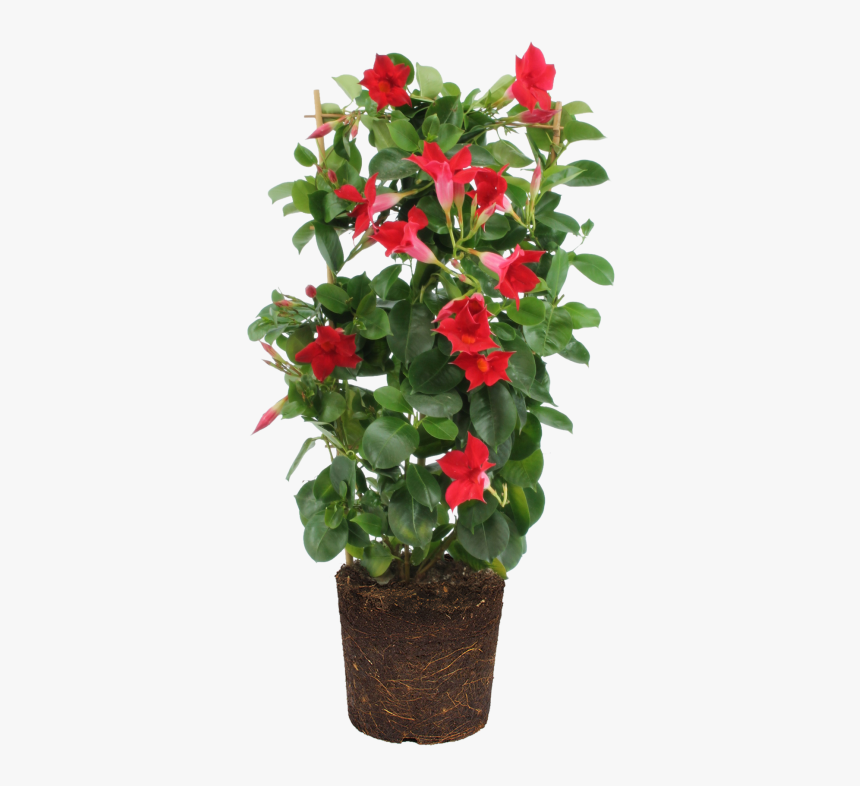 Rocktrumpet, HD Png Download