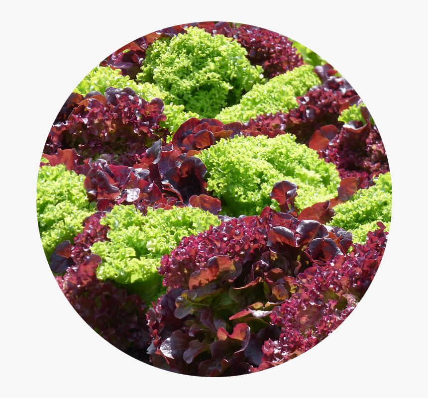 Edible Landscaping - Fruta Con Letra Ll, HD Png Download