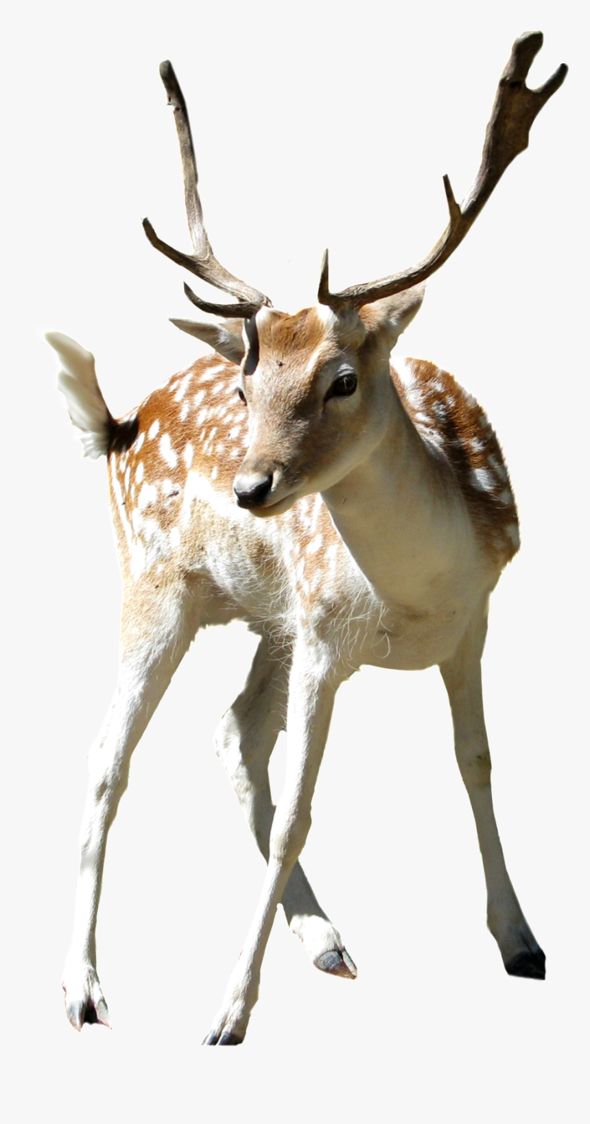 This Product Design Is Zoo Sika Deer Cartoon Transparent - Deers Png, Png Download