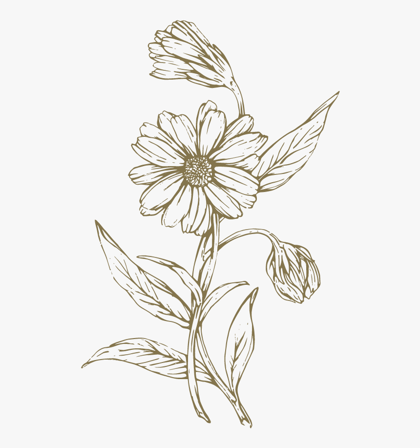 Everyday Skin Support Balm The Lost Explorer - Transparent Flower Line Drawing, HD Png Download