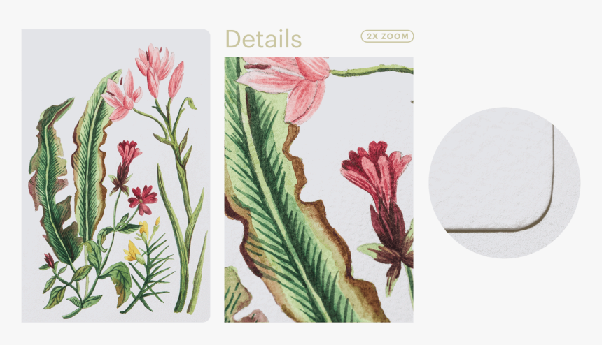 200gsm Watercolour Paper - Gladiolus, HD Png Download