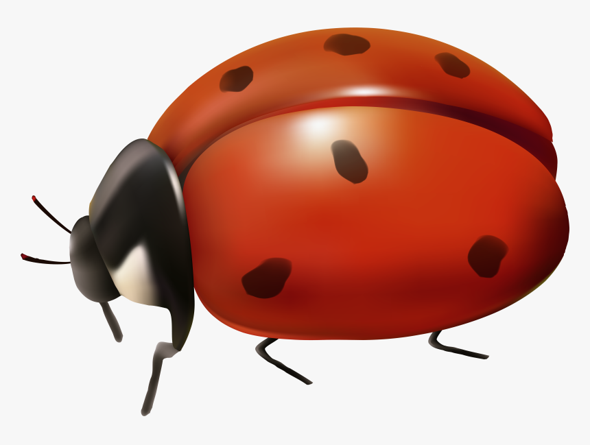 Ladybird Beetle Clip Art - Transparent Background Ladybug Clip Art, HD Png Download