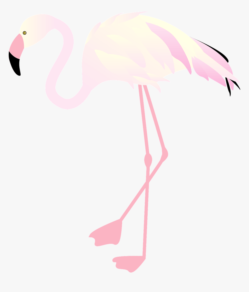 Greater Flamingo, HD Png Download