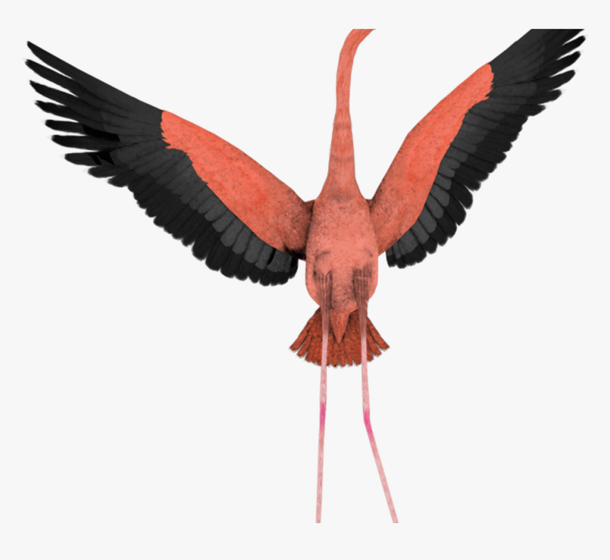 Free Flamingo Cartoon Images, Download Free Clip Art, - Portable Network Graphics, HD Png Download