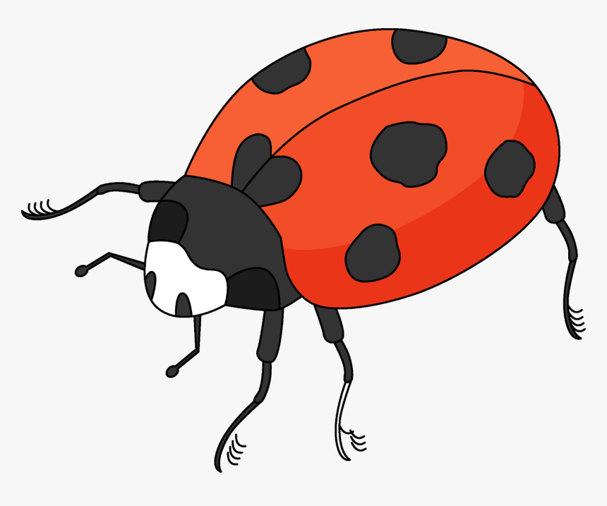 Ladybug, HD Png Download