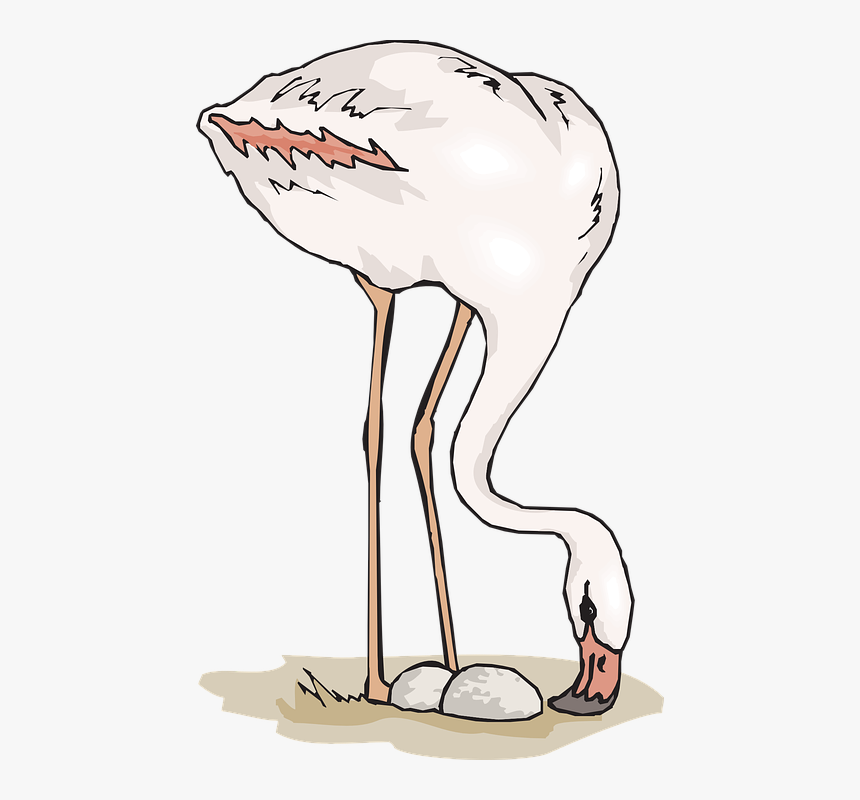 Flamingo Eggs Clipart, HD Png Download