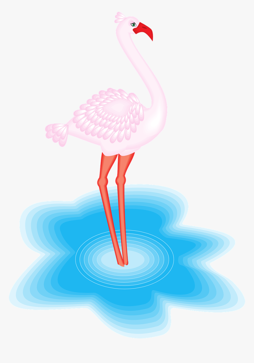 Animales Con Plumas En El Agua, HD Png Download