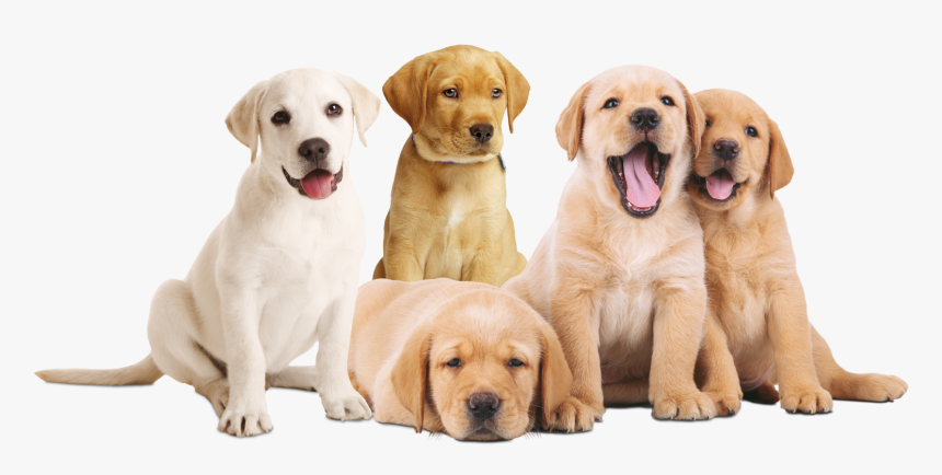 Flagacan Cachorros , Png Download - Cachorros Em Png, Transparent Png
