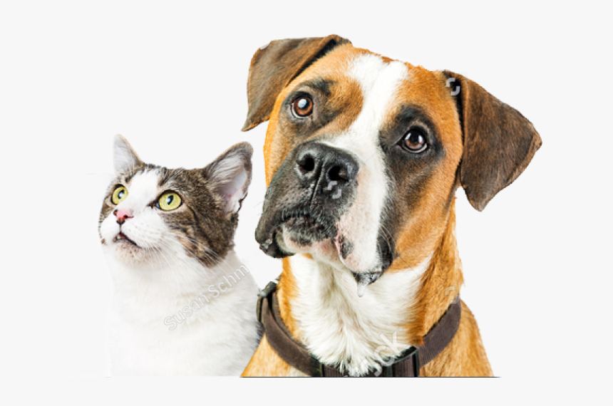 Biovet Greece, HD Png Download