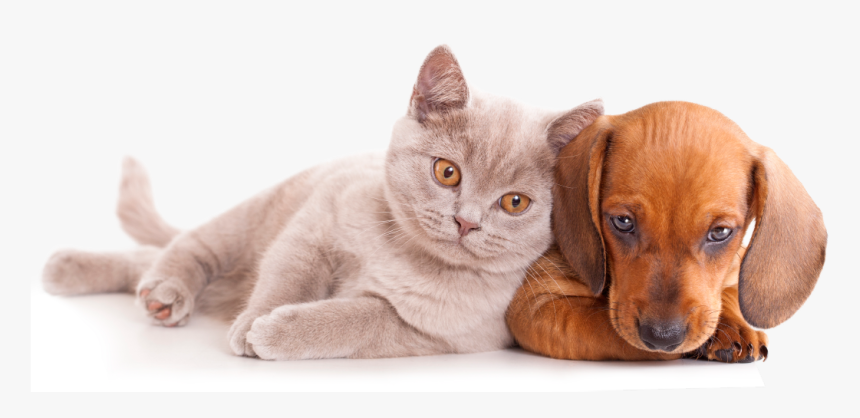 Thumb Image - Cats And Dogs Clipart, HD Png Download