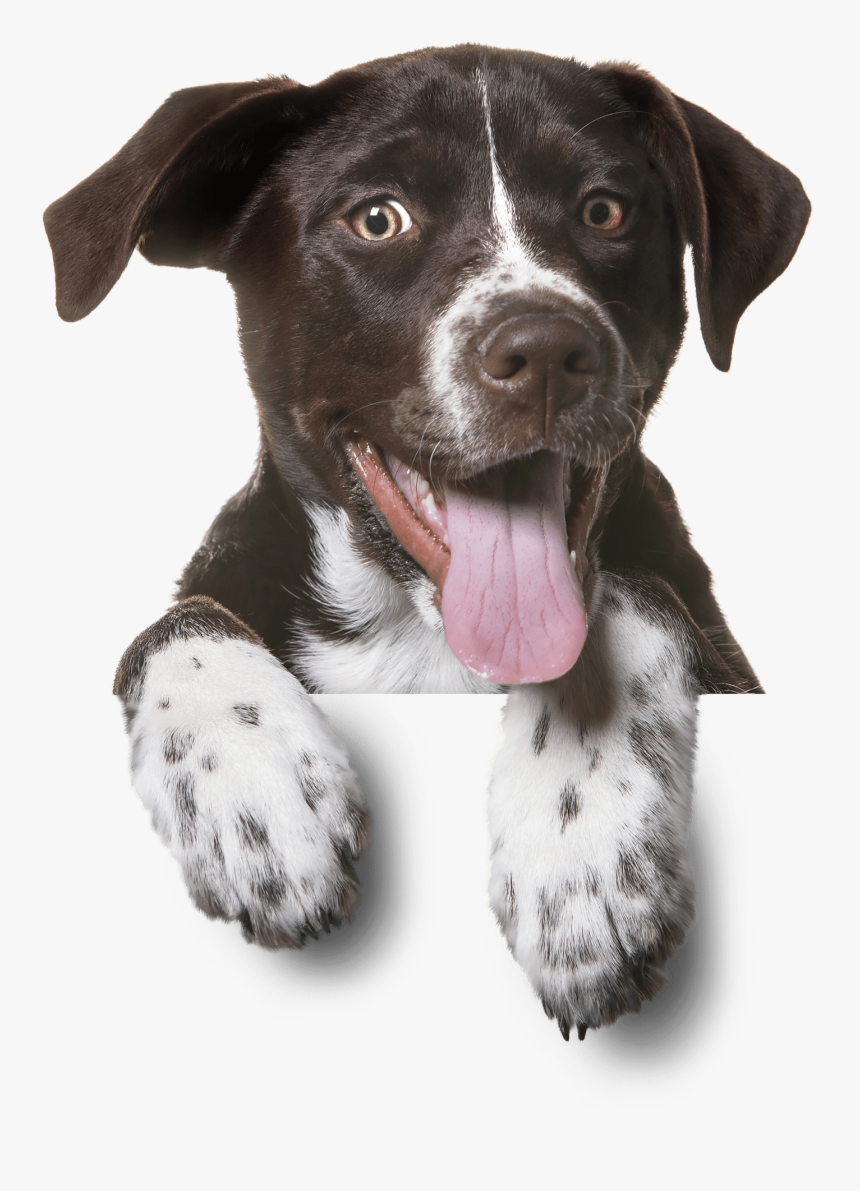 Pet Hp Dog Bg Min - Adoção É Um Ato De Amor Animais, HD Png Download