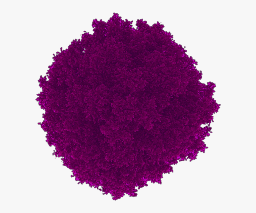#arbol #arbusto #circulo #naturaleza #morado #arboles - Eye Shadow, HD Png Download