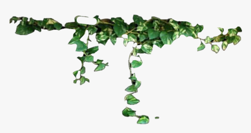 #png #plantas #plants #flores #flowers #freetoedit - Hanging Vines Transparent Background, Png Download