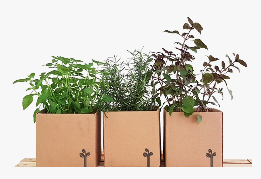 Vaso De Planta Png , Png Download - Vasinhos De Planta Png, Transparent Png