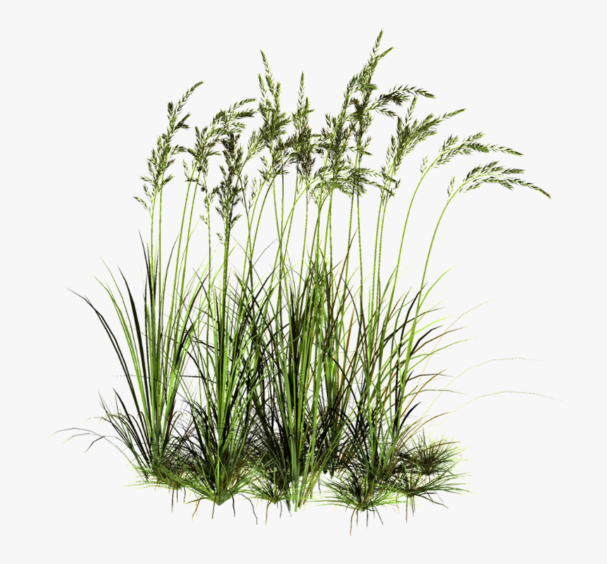 Tall Grass Png, Transparent Png