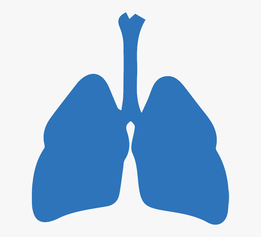 Lungs Png - Svg Respiratory System Png, Transparent Png