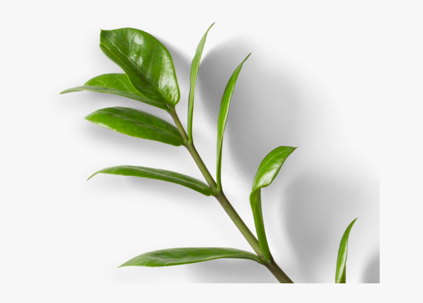 She S Talking Back Podcast - Bay Laurel, HD Png Download
