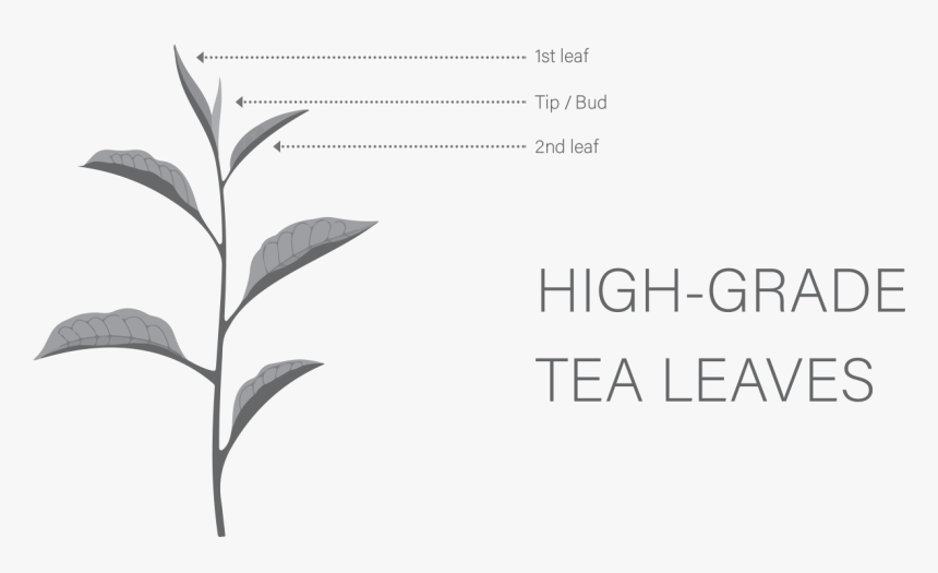 Calligraphy, HD Png Download